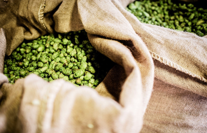 Hops used for making beer