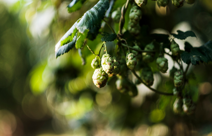Picking fresh hops for making beer