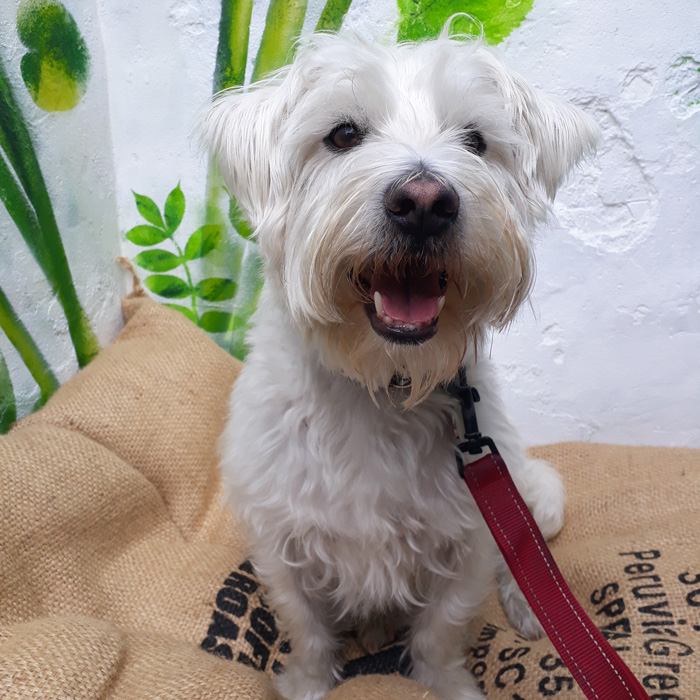 How to choose a dog friendly hotel