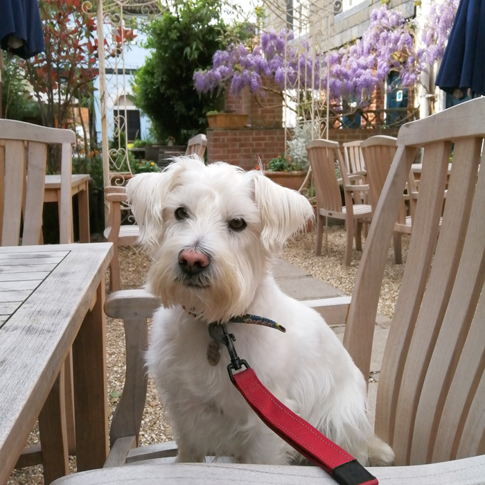 How to choose a dog friendly hotel