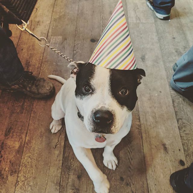 Squarebrewery party guest, Bonzo the dog, had a wonderful time at Fuller's 173rd birthday.