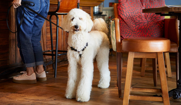 Find dog friendly pubs near you