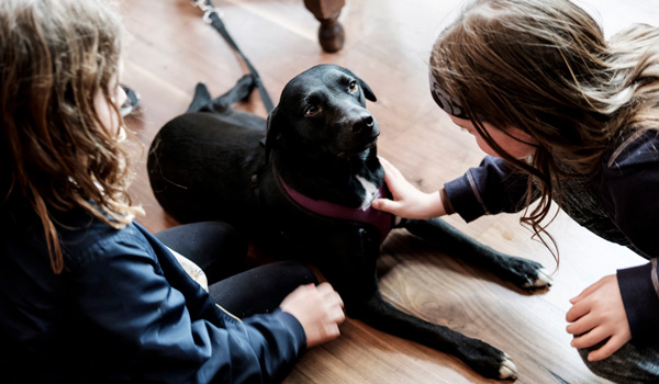 The best dog friendly pubs