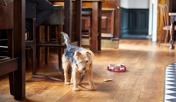 The best dog friendly pubs to take your dog