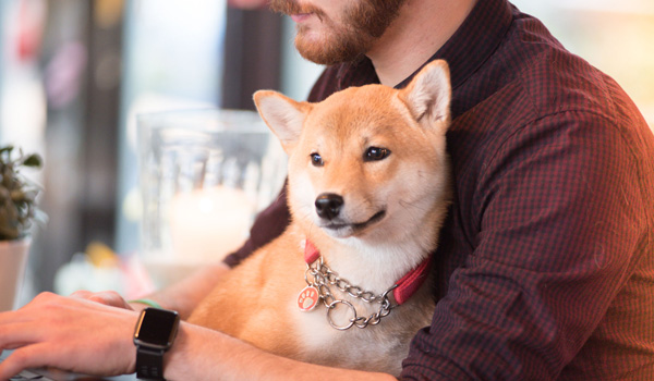 Find dog friendly pubs