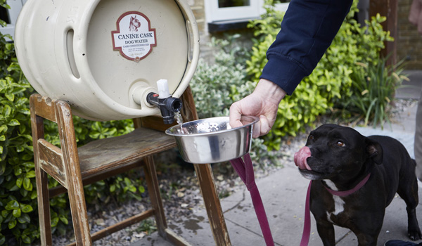 dog friendly pubs with dog water
