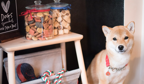 dog friendly pubs with free dog treats
